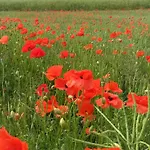 公寓 Zum Spaal By Interhome