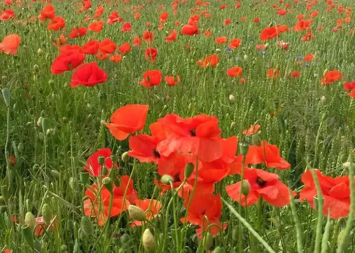 Daire Zum Spaal By Interhome