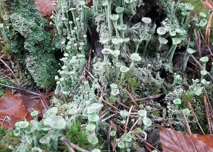 Zum Spaal By Interhome * Neusitz (Saalfeld-Rudolstadt)